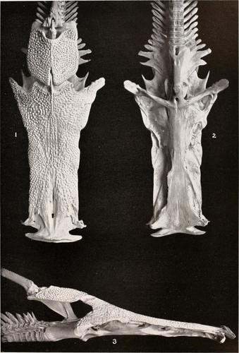 Crucifix Sea Catfish (Sciades proops) · iNaturalist