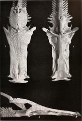 Crucifix Sea Catfish photo 3