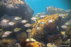 Parakuhlia macrophthalma