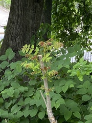 Ailanthus altissima