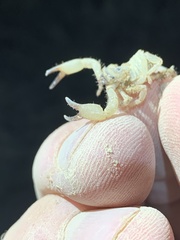 Anuroctonus phaiodactylus