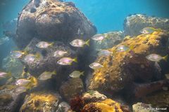 Parakuhlia macrophthalma