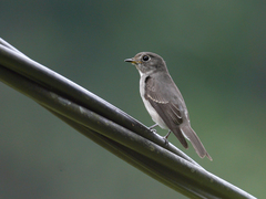 Muscicapa sibirica