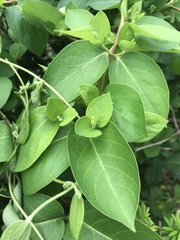 Lonicera japonica