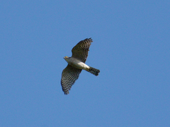 Accipiter gularis