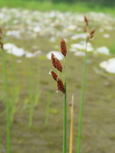 Grey club-rush (Schoenoplectus tabernaemontani)