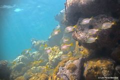 Parakuhlia macrophthalma