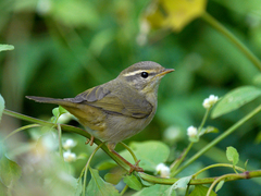Phylloscopus schwarzi