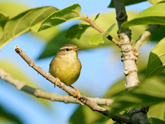 Phylloscopus armandii