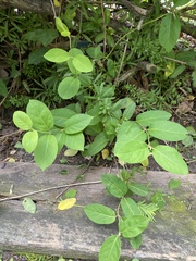 Lonicera japonica