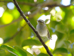 Phylloscopus humei