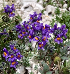 Linaria alpina alpina