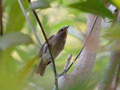 Niltava macgrigoriae