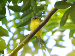 Phylloscopus tephrocephalus