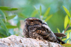 Caprimulgus jotaka