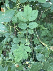 Rosa