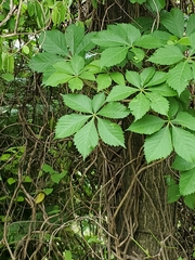 Parthenocissus quinquefolia