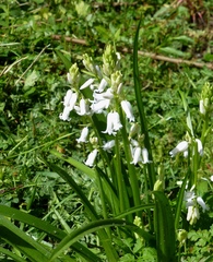 Hyacinthoides hispanica