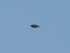 Emberiza leucocephalos