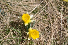 Narcissus primigenius