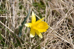 Narcissus primigenius