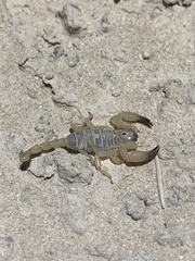 Anuroctonus phaiodactylus