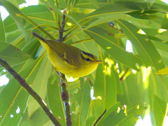 Phylloscopus ricketti