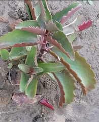 Kalanchoe sexangularis