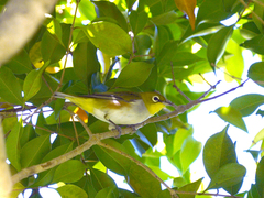 Zosterops erythropleurus