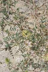 Astragalus lentiginosus albifolius