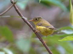 Phylloscopus valentini