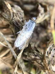 Acrosathe annulata