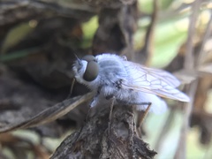 Acrosathe annulata