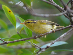 Phylloscopus goodsoni