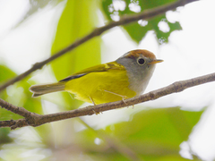 Phylloscopus castaniceps