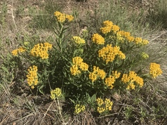 Asclepias tuberosa interior