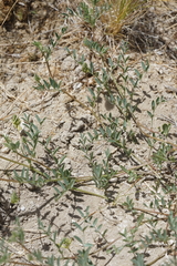 Astragalus lentiginosus albifolius