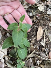 Matelea cynanchoides