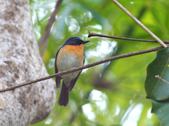 Cyornis whitei