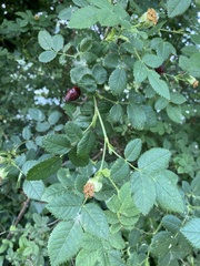 Rosa