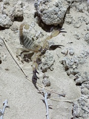 Anuroctonus phaiodactylus