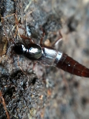 Raphirus