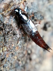 Raphirus