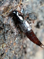 Raphirus