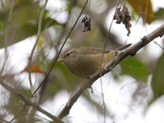 Phylloscopus schwarzi