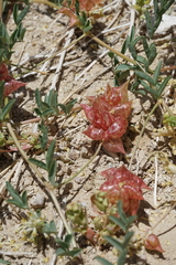 Astragalus lentiginosus albifolius