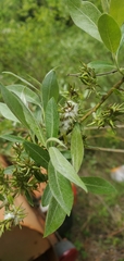 Salix petiolaris