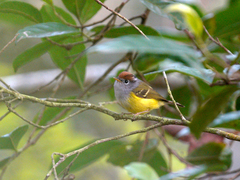 Phylloscopus castaniceps