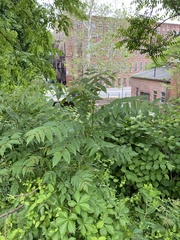 Ailanthus altissima