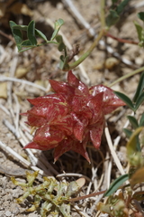 Astragalus lentiginosus albifolius